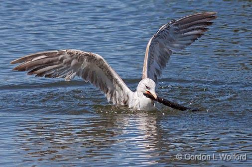 Caught A Stick_25101.jpg - Ring-billed Gull (Larus delawarensis) photographed at Ottawa, Ontario, Canada.